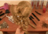 Видеоурок: причёска с локонами и бантиками из волос